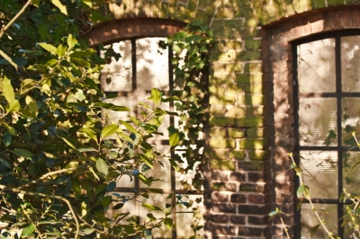 alte Fensterfront im Grünen
