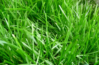 grüner Rasen