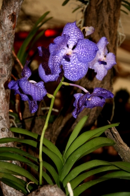 Orchidee Vanda Royal Blue