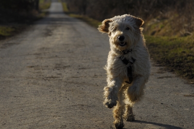 Labradoodle