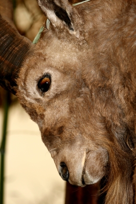 Tierpräperat Steinbock