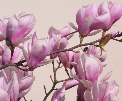 magnolien