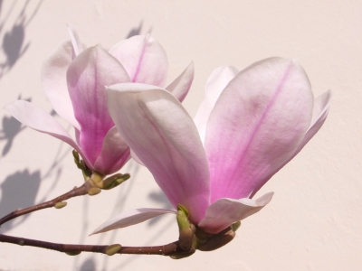 licht und schatten im frühling