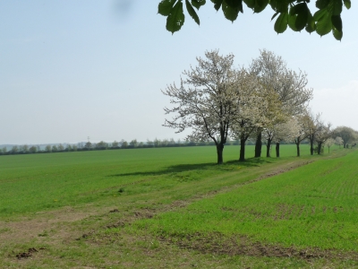 Frühling naht