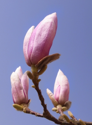 magnolienknospen