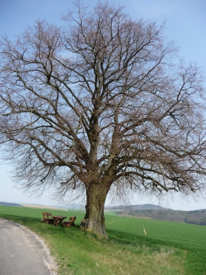 ...einsamer Baum in Oberfranken...