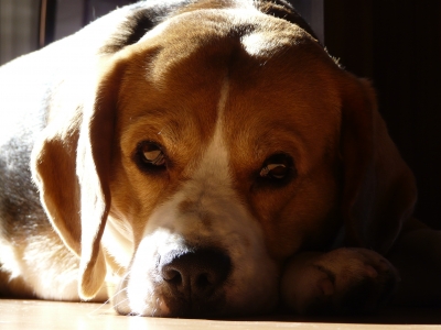Beagle entspannt sich