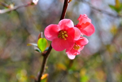 Rote Blüte