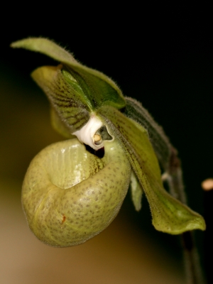 Orchidee Paphiopedilum Malipoense