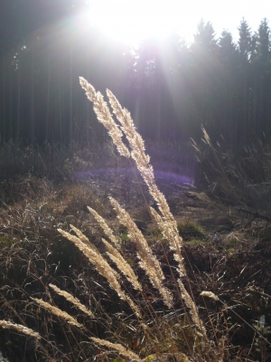 Gräser im Licht