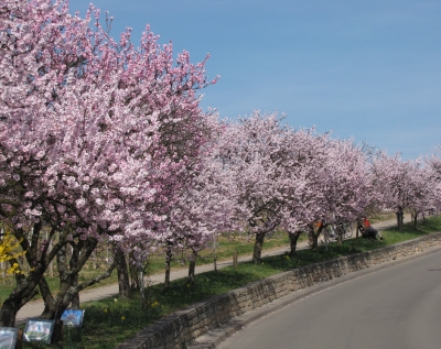 Mandelblüte in Gimmeldingen (Pfalz)