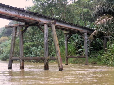 Urwaldbrücke