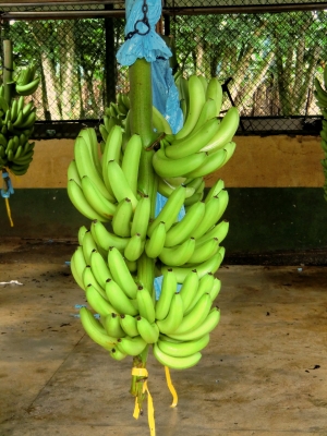 Bananen-versandfertig