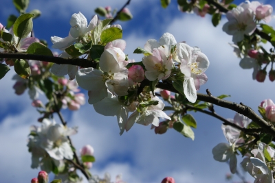 blühender Apfelbaum