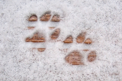 Abdrücke im Schnee