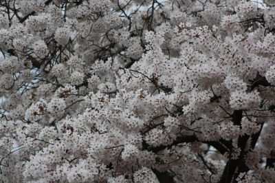 Blühende Bäume - Ein Traum vom Frühling