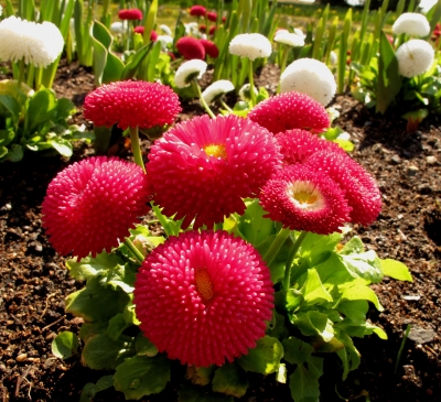 Frühling in  rot und weiß