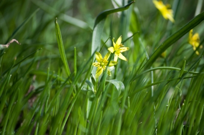 Frühlingsbeginn