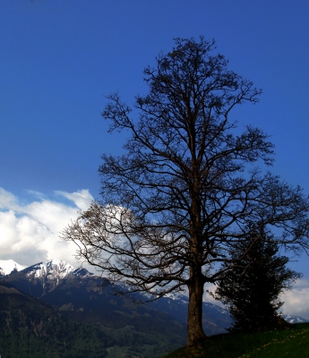 Baum im Frühling