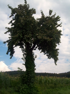 Gefesselter Baum