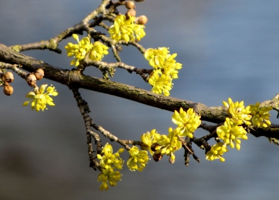 Es wird doch Frühling