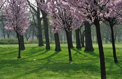 Frühling im Gegenlicht