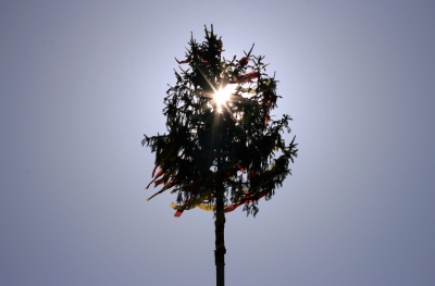 Sonnenbaum 2