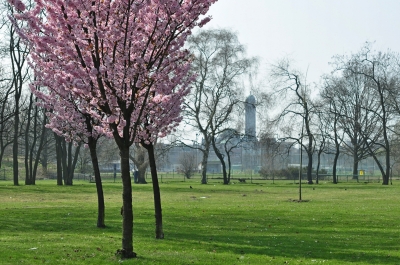 Spring in the park