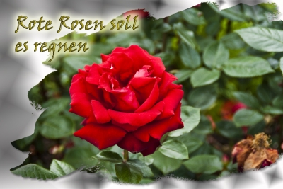 rote Rosen soll .......