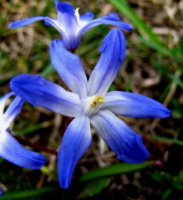 Blausternblüte (Makro)