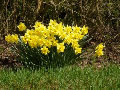 der Frühling kommt