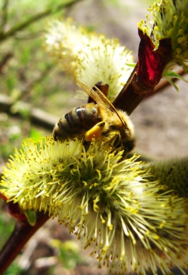 Biene am Weidenkätzchen