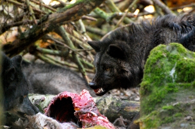 Fütterung der Wölfe im Tierpar Edersee