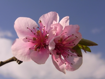 pfirsichblüten