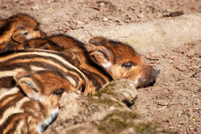 Saumüde - schlafende Ferkel - Tierpark Edersee