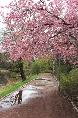 Kirschblüten am Wegesrand