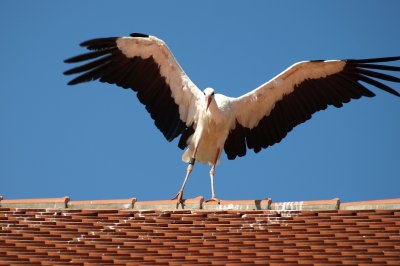 Storchenschreck