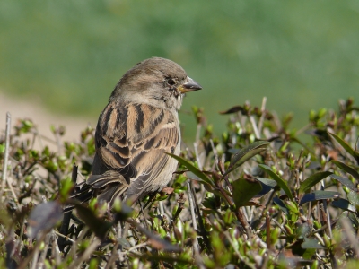 Spatz genießt den Frühling