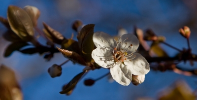 Frühling...