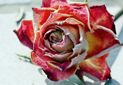 Getrocknete Rose