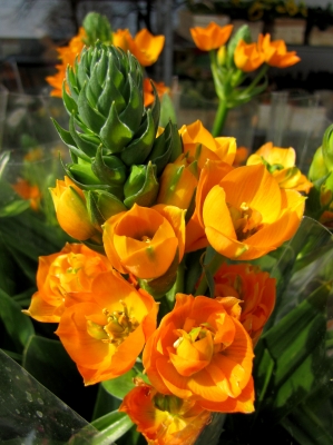 Milchstern (Ornithogalum)