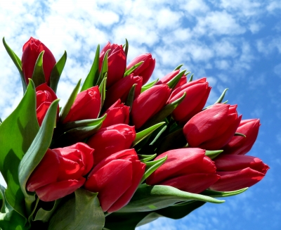 Tulpen - Dem Himmel ein Stück näher