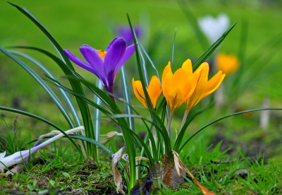 Dem Tot von Krokusse