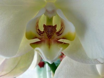 Orchidee ins Maul gschaut