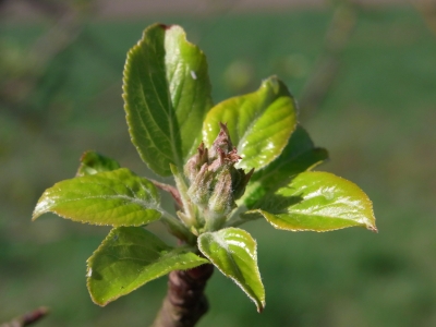 das erste zarte grün am obstbaum