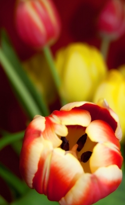 Rot gelbe Tulpe