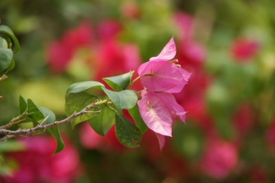 Bougainvillea