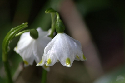 Alles aufwachen der Frühling ist da.....