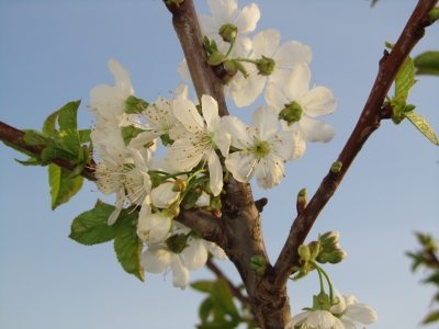 Kirschblüten