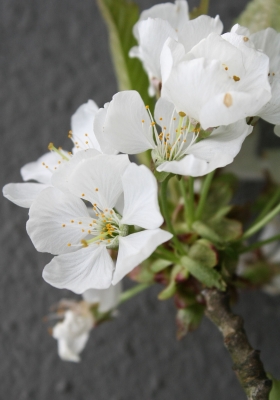 Weiße Kirschblüten